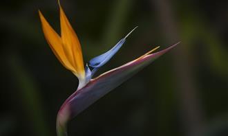 Flowers and romance test: bird of paradise