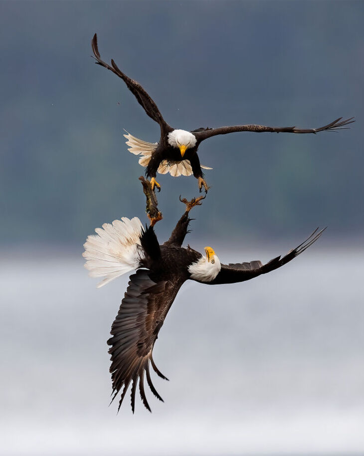 Award-Winning Nature Photos 