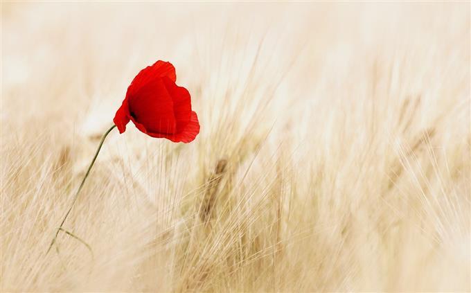 Flowers and romance test: a small red flower in the field