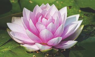 Flowers and romance test: pink lotus