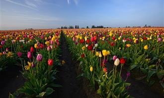 Flowers and romance test: language of tulips