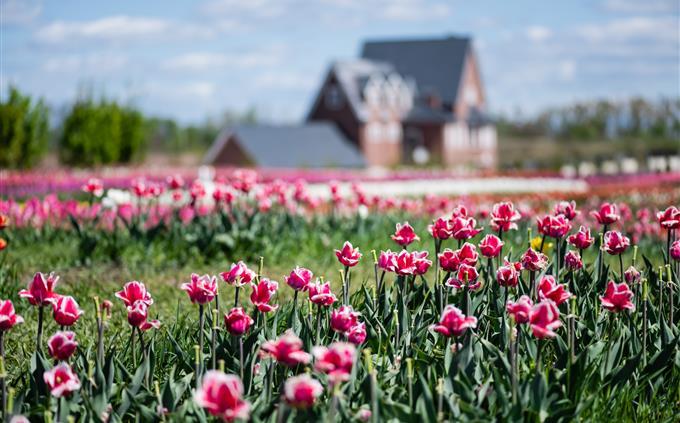 Flowers and romance test: A house in a field of flowers