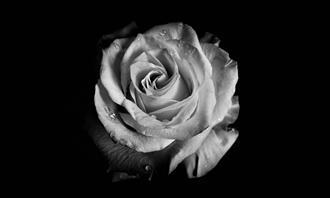 Flowers and romance test: a flower in black and white