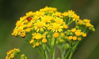 Flowers and romance test: yellow flower