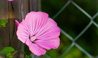 Flowers and romance test: pink hibiscus