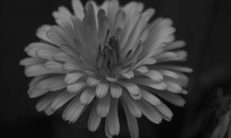 Flowers and romance test: a flower in black and white