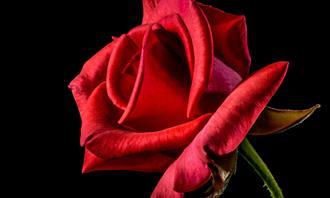 Flowers and romance test: red rose