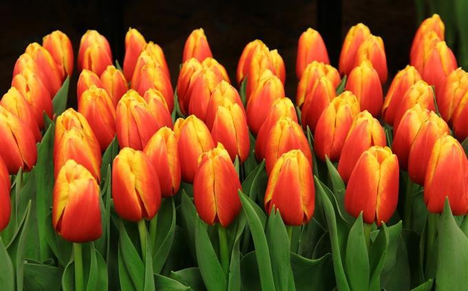 Flowers and romance test: tulips