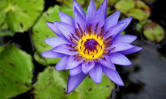 Flowers and romance test: purple flower