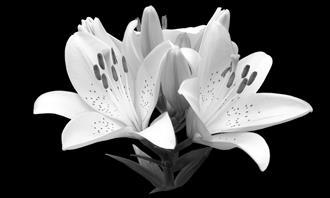 Flowers and romance test: a flower in black and white