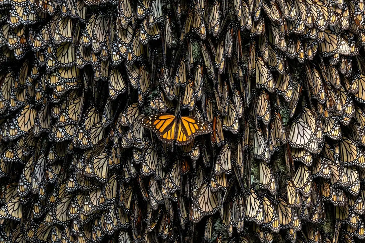 Award-Winning Nature Photos 