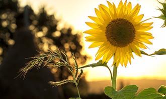 Flowers and romance test: yellow flower