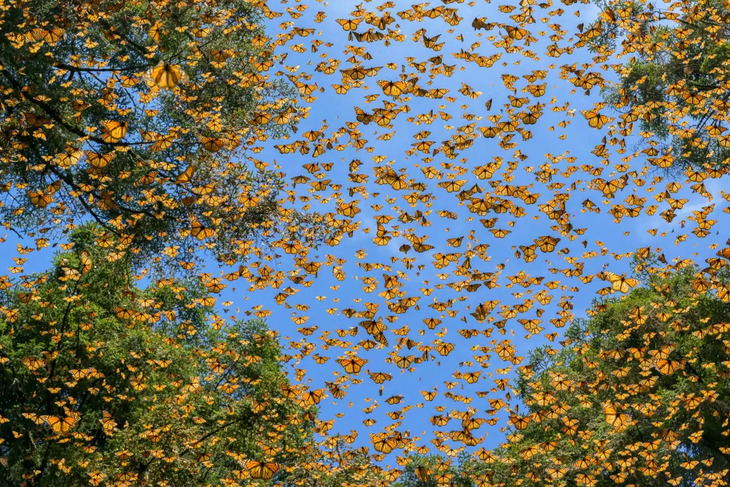 Award-Winning Nature Photos 