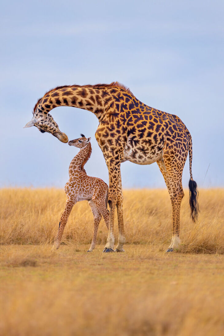 Award-Winning Nature Photos 