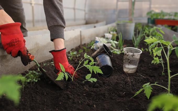 Flowers and romance test: gardening work