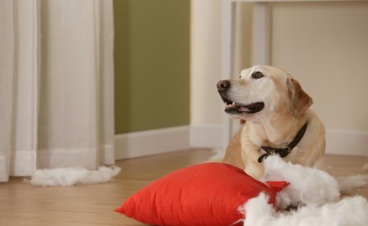 How Dogs Show They’re Upset