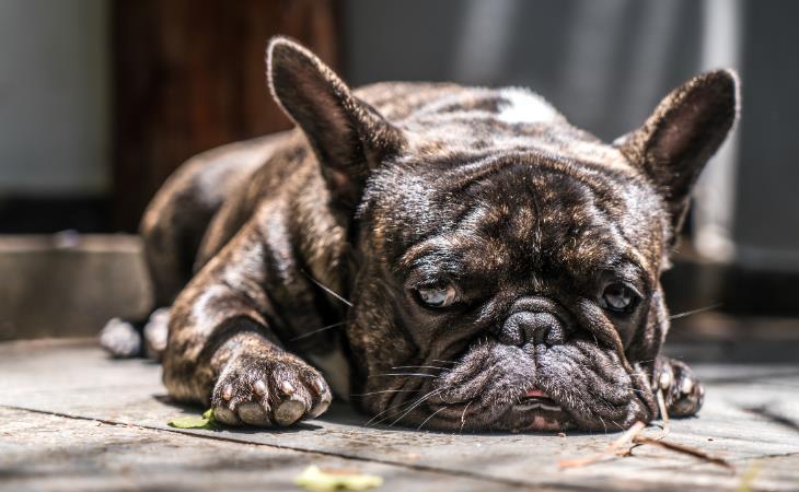 How Dogs Show They’re Upset