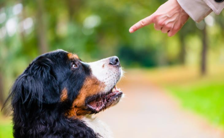 How Dogs Show They’re Upset