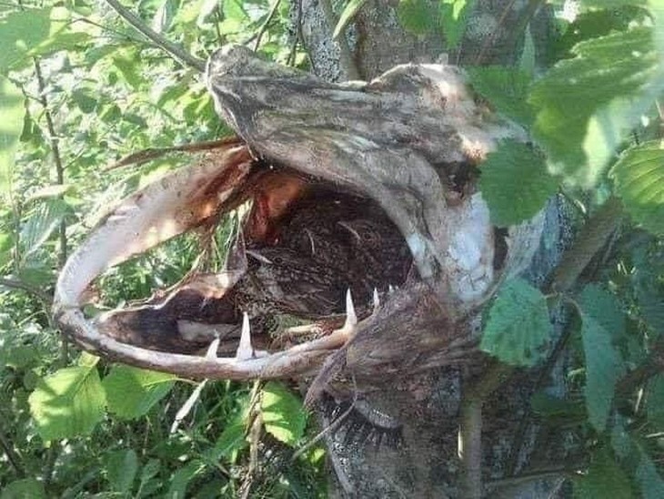 Things you don’t see every day: Bird’s nest inside a northern pike carcass