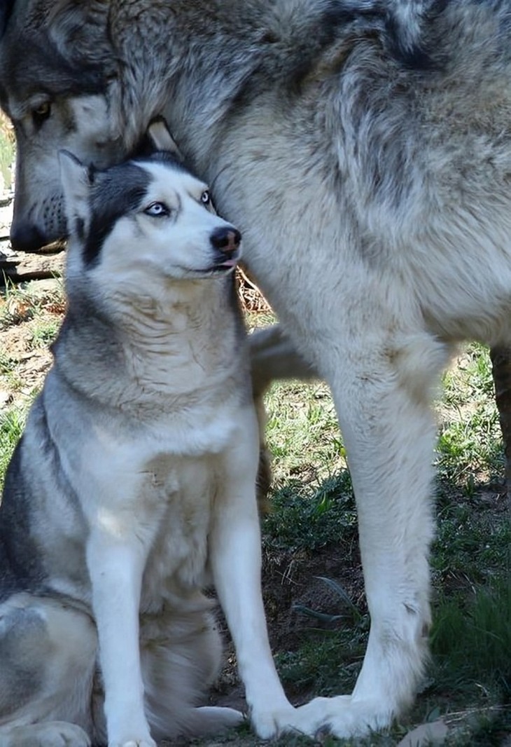 Things you don’t see every day: Siberian Husky next to a wolf