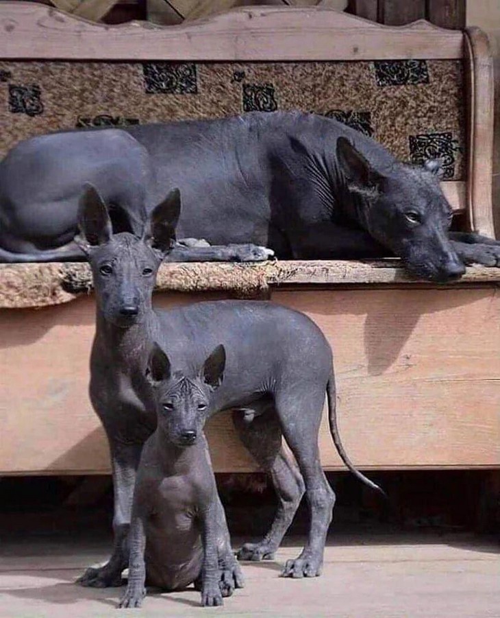 Things you don’t see every day: Mexican hairless dogs