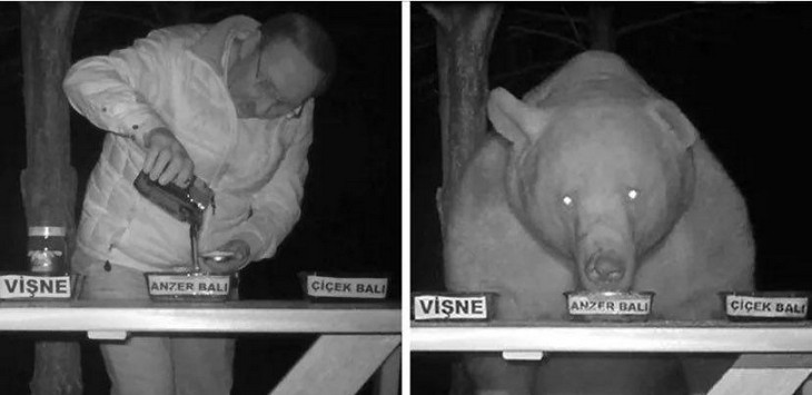 Things you don’t see every day: Bear eating honey from one of three bowls