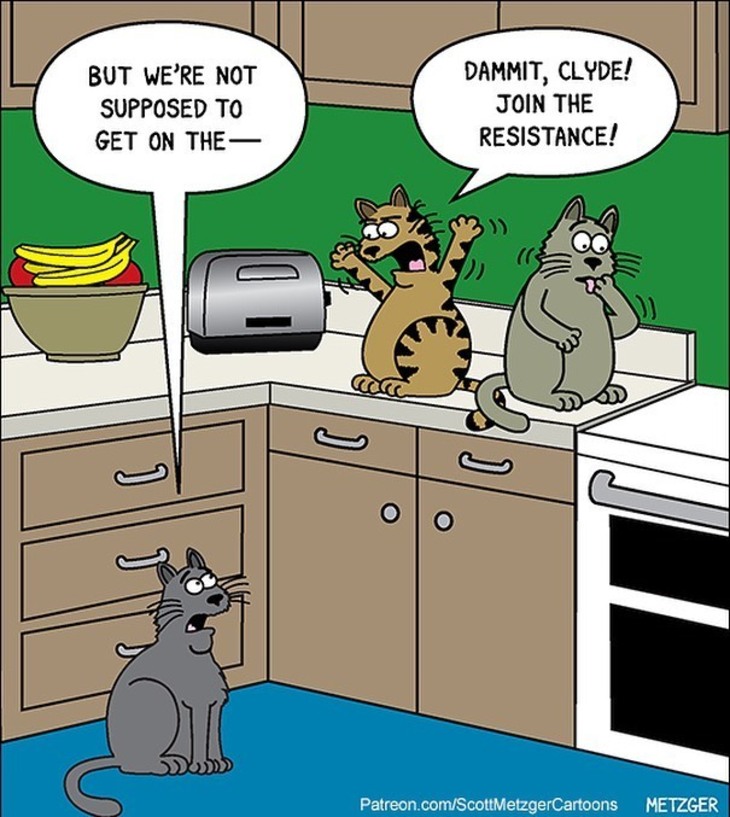 cat comics