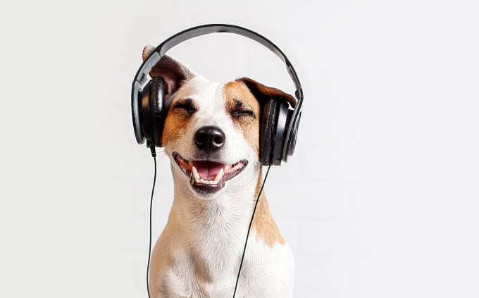 Song Decades Recognition Test: Dog with Headphones