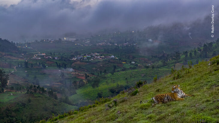 Wildlife Photographer Of The Year 2024 Winners