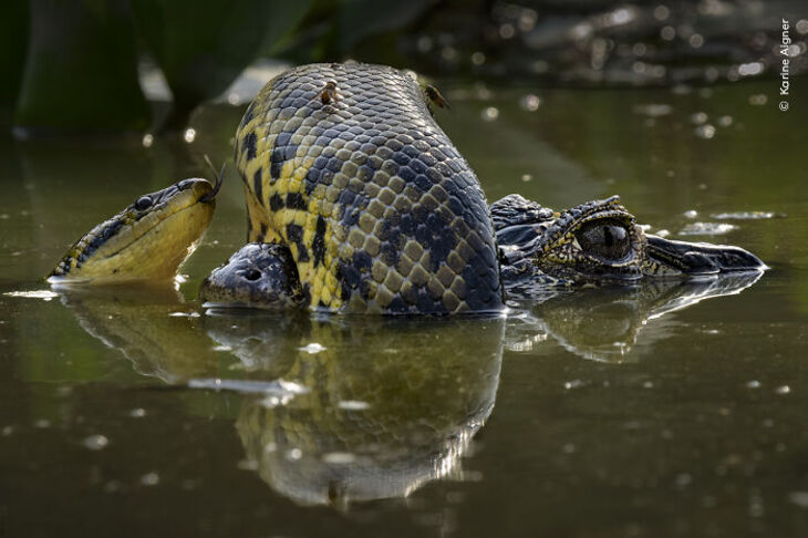 Wildlife Photographer Of The Year 2024 Winners