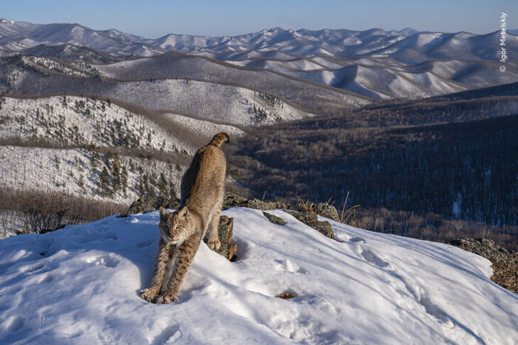 Wildlife Photographer Of The Year 2024 Winners