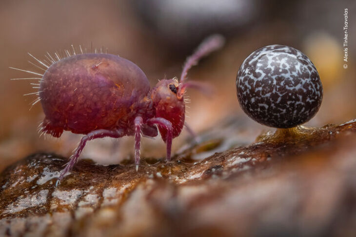 Wildlife Photographer Of The Year 2024 Winners