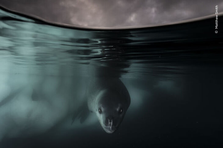 Wildlife Photographer Of The Year 2024 Winners