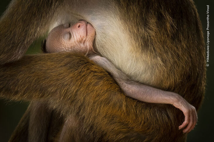 Wildlife Photographer Of The Year 2024 Winners