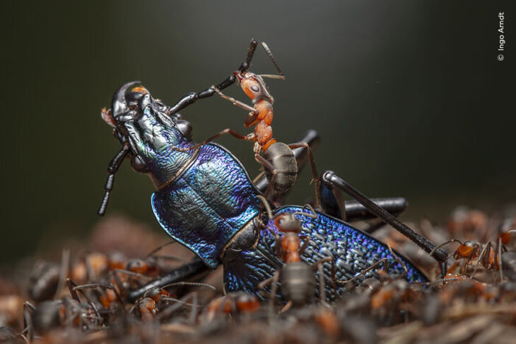 Wildlife Photographer Of The Year 2024 Winners