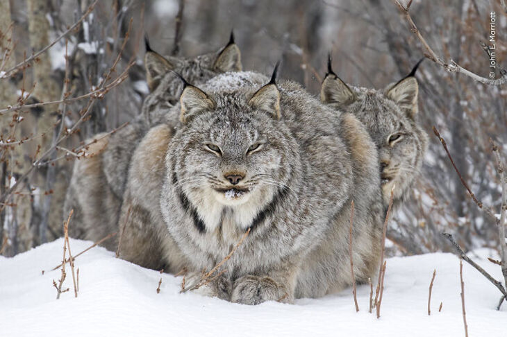 Wildlife Photographer Of The Year 2024 Winners