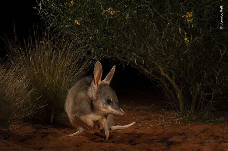 Wildlife Photographer Of The Year 2024 Winners