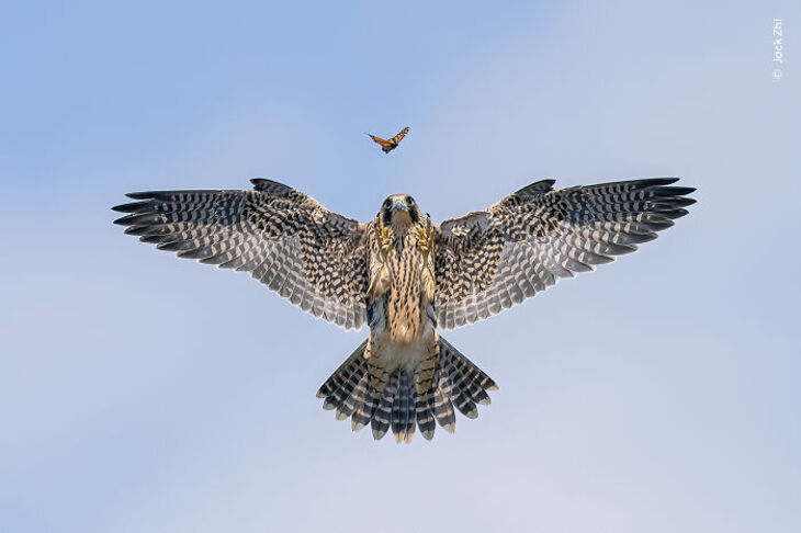 Wildlife Photographer Of The Year 2024 Winners