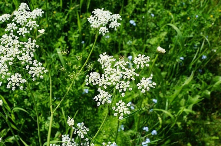 Anise Flowers