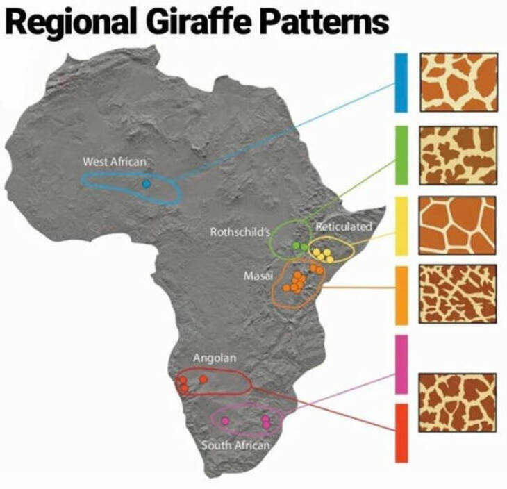 Informative Charts 