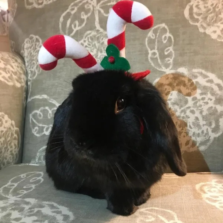 Festive Pets 