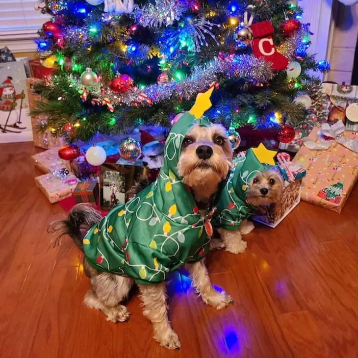 Festive Pets 