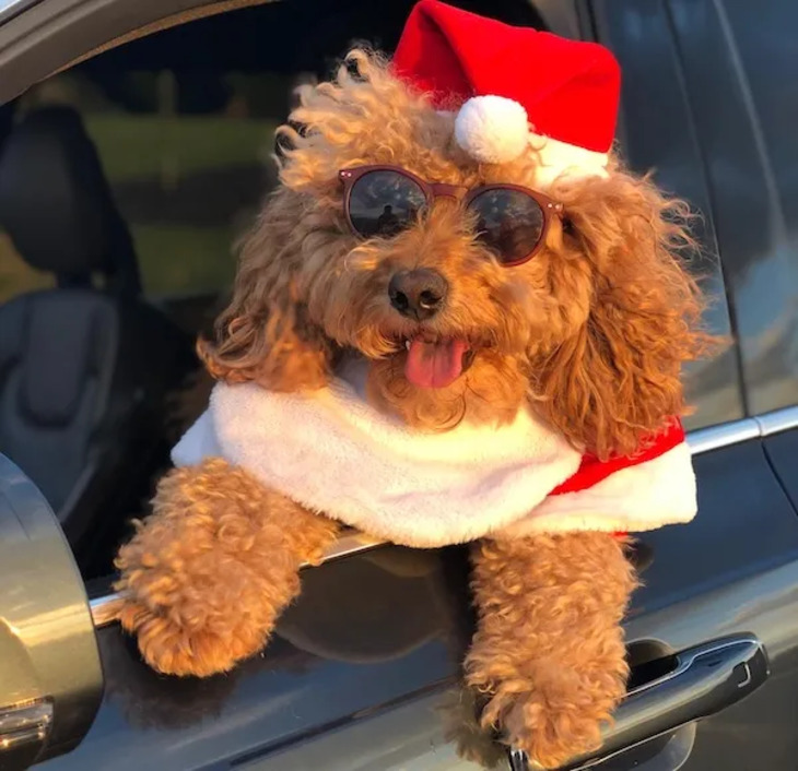 Festive Pets 