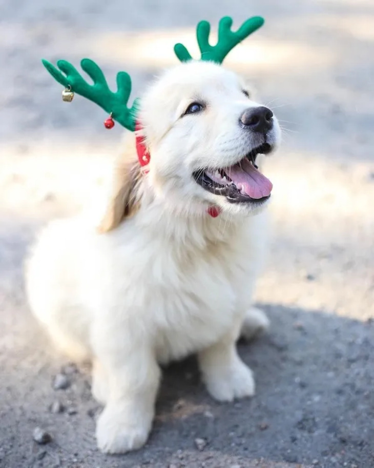 Festive Pets 