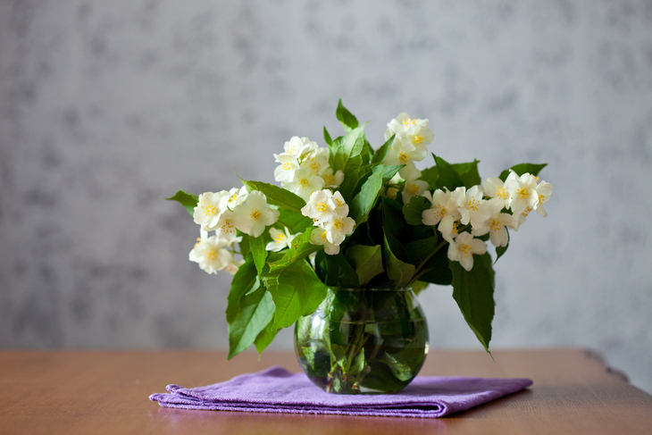 Plantas de inverno