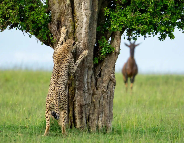 Comedy Wildlife Photography Awards 2024