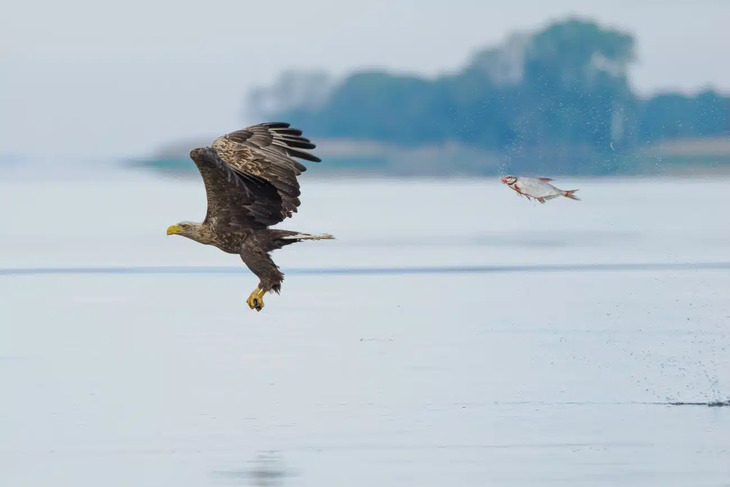 Comedy Wildlife Photography Awards 2024