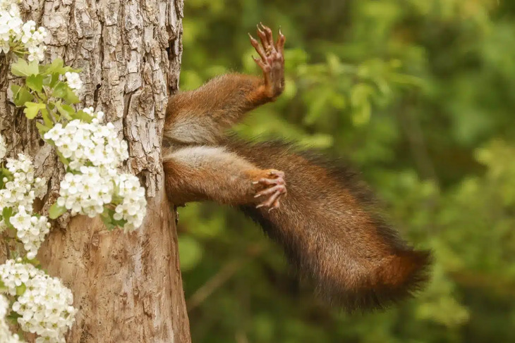 Comedy Wildlife Photography Awards 2024