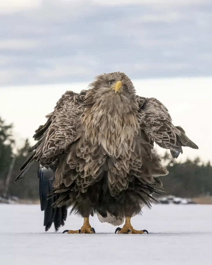 Comedy Wildlife Photography Awards 2024