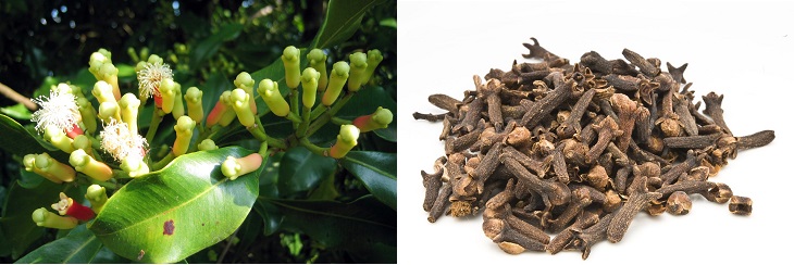 Spices in their natural form: image of cloves in their natural state and as a spice